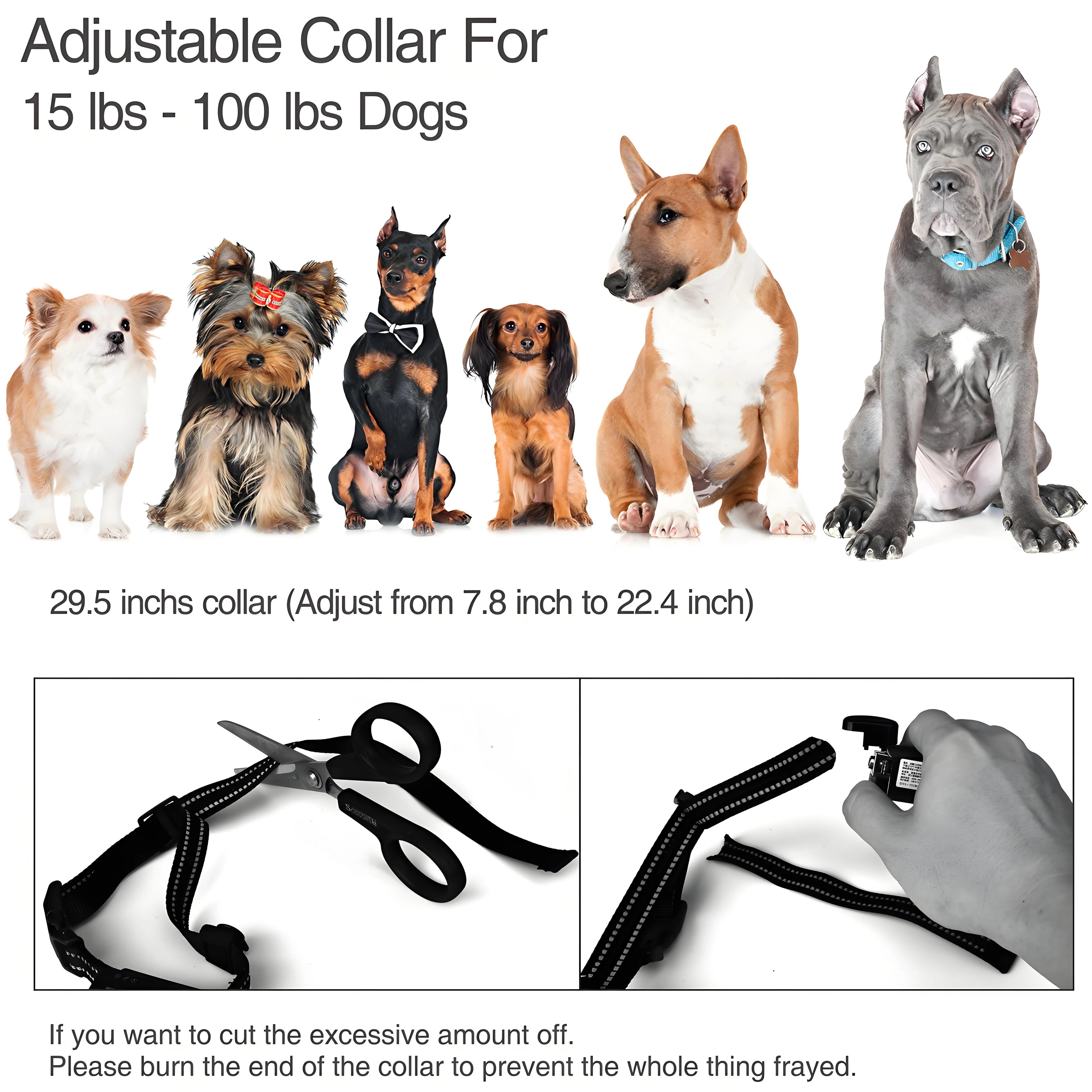 Dog Training Collar